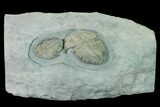 Two Lower Cambrian Trilobites (Longianda) - Issafen, Morocco #170638-1